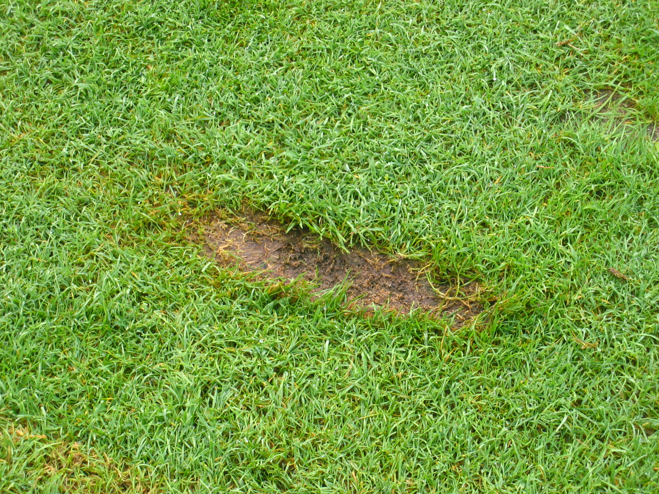 How To Fix A Divot On The Golf Course One Stroke Golf